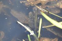 Lissotriton helveticus