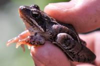 Rana temporaria
