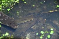 Lissotriton helveticus
