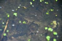 Lissotriton helveticus