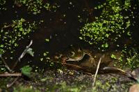 Pelophylax kl. esculentus