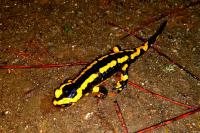 Salamandra salamandra