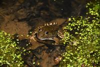 Rana dalmatina