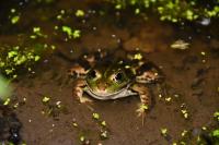 Pelophylax kl. esculentus