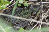 Pelophylax kl. esculentus
