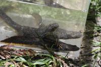 Triturus cristatus