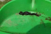 Triturus cristatus