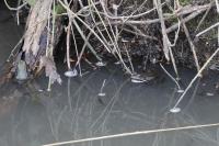 Pelophylax