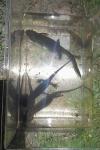 Triturus cristatus