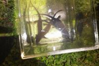 Triturus cristatus