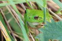 Hyla arborea
