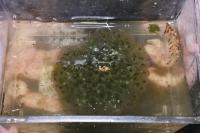 Rana dalmatina