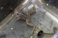 Pelophylax