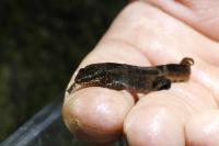 Lissotriton helveticus