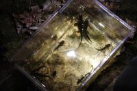 Salamandra salamandra
