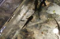 Salamandra salamandra