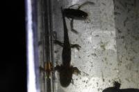 Salamandra salamandra
