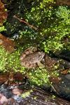 Rana dalmatina