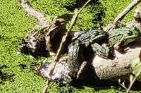 Pelophylax kl. esculentus