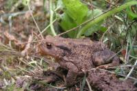 Bufo bufo