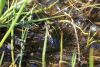 Pelophylax