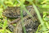 Triturus cristatus