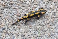 Salamandra salamandra