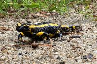 Salamandra salamandra