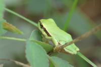 Hyla arborea