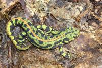 Triturus marmoratus