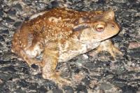 Bufo