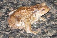 Bufo