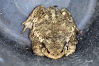 Bufo bufo