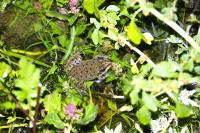 Pelophylax
