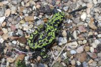 Triturus marmoratus