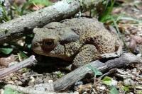 Bufo bufo