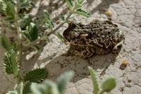 Epidalea calamita
