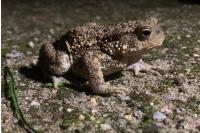 Bufo bufo