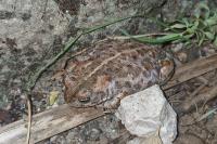 Epidalea calamita