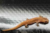 Lissotriton vulgaris