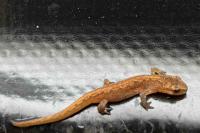 Lissotriton vulgaris