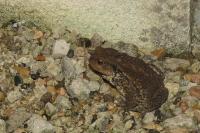 Bufo bufo