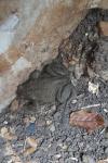Bufo bufo