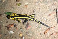 Salamandra salamandra
