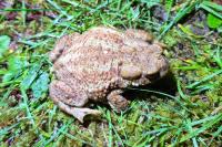 Bufo bufo