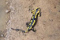 Salamandre tachetée 