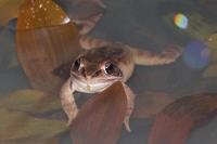 Rana dalmatina