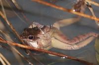 Rana dalmatina