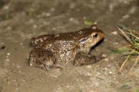 Bufo