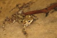 Bufo